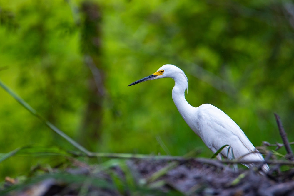 Tour 🌿 Palo Verde National Park River Safari