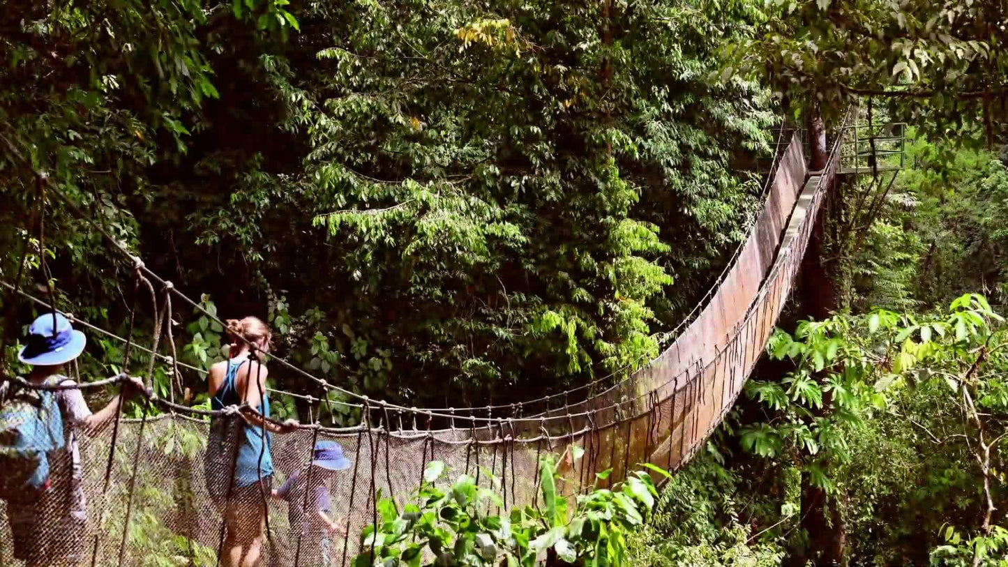 Tour🌿 Hanging Bridges Rainforest Walk – A Walk Above the Trees🌺
