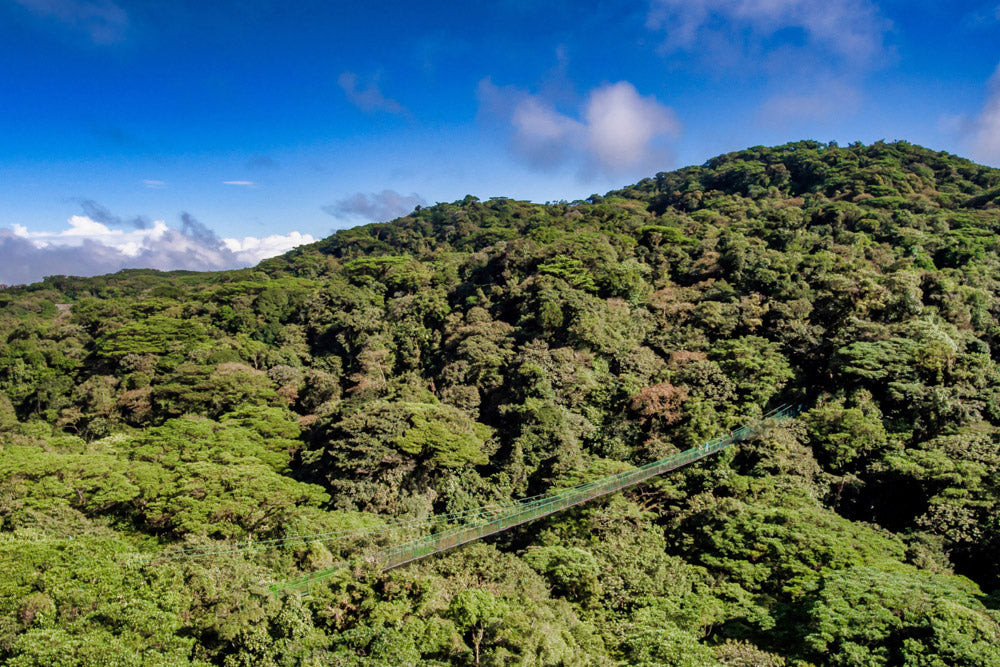 Tour🌿 Hanging Bridges in Monteverde – Walk Among the Clouds